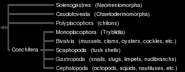 Phylum Mollusca