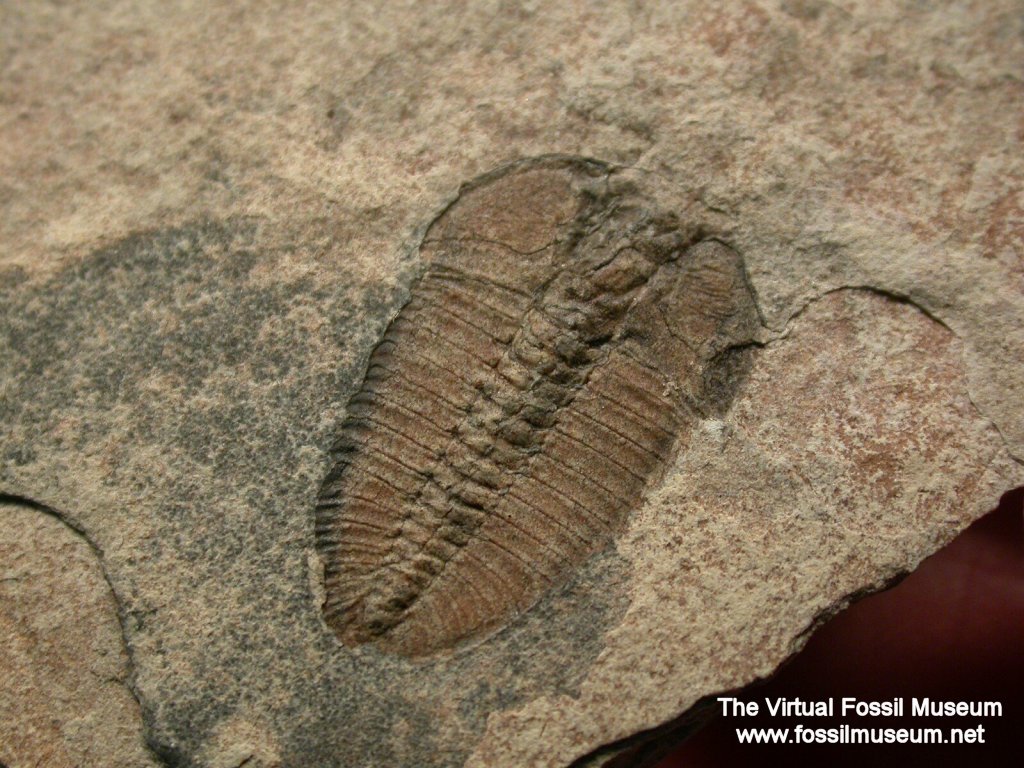 Bathyuriscus fimbriatus Trilobite