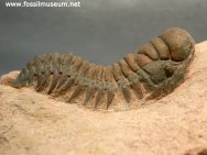 Crotalocephalina (Crotalocephalus) Moroccan Trilobite