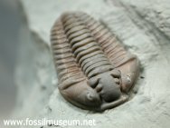 Flexicalymene meeki Trilobite