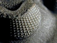 schizochroal eye of Hollardops merocristata Moroccan trilobite