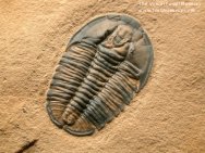 Modocia weeksensis Weeks Formation Trilobite