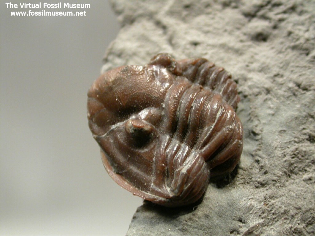 Griffithides bufo Trilobite