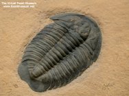 Coosella trilobite