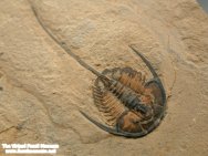 Gerospina trilobite