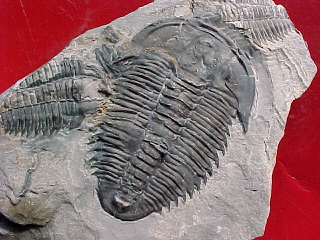 Utah Marjumia callas Trilobite