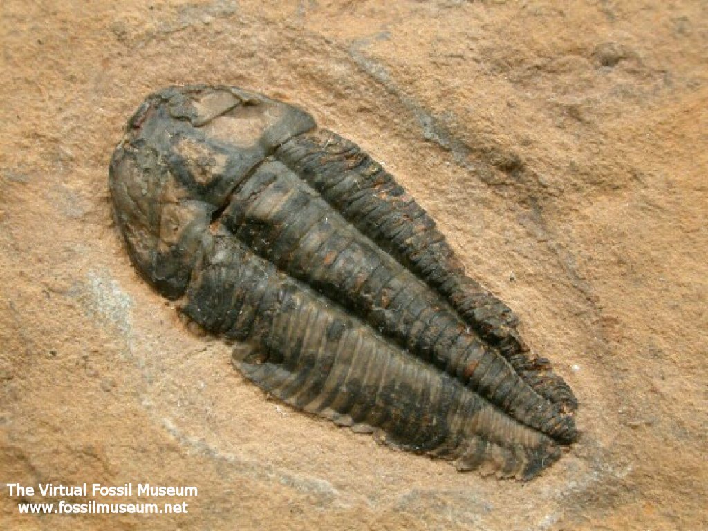 Nephalicephalus