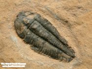 Nephalicephalus trilobite