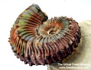 Kosmoceras Ammonite