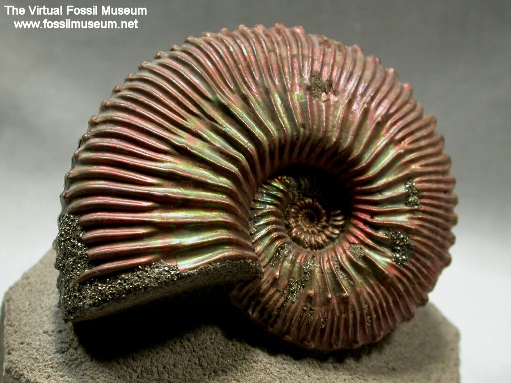 Kosmoceras Ammonite