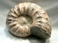 Liparoceras Ammonite