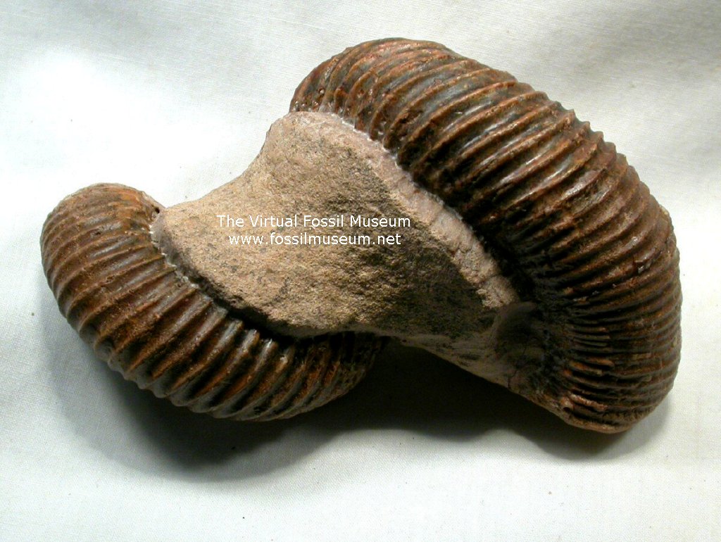 Notoceras Heteromorph Ammonite