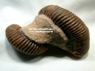 Notoceras Ammonite