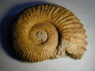Procheloniceras Ammonite
