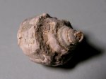 Admetopsis Fossil Gastropod