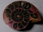 Cleoniceras besairei Ammonite