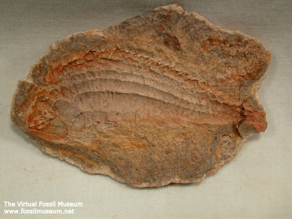 Pholidoformes Fossil Fish