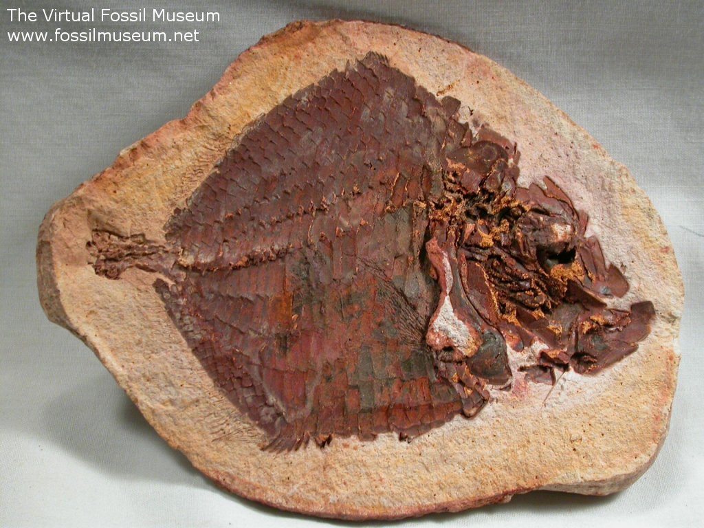 Triassic Palaeonisciformes Fossil Fish