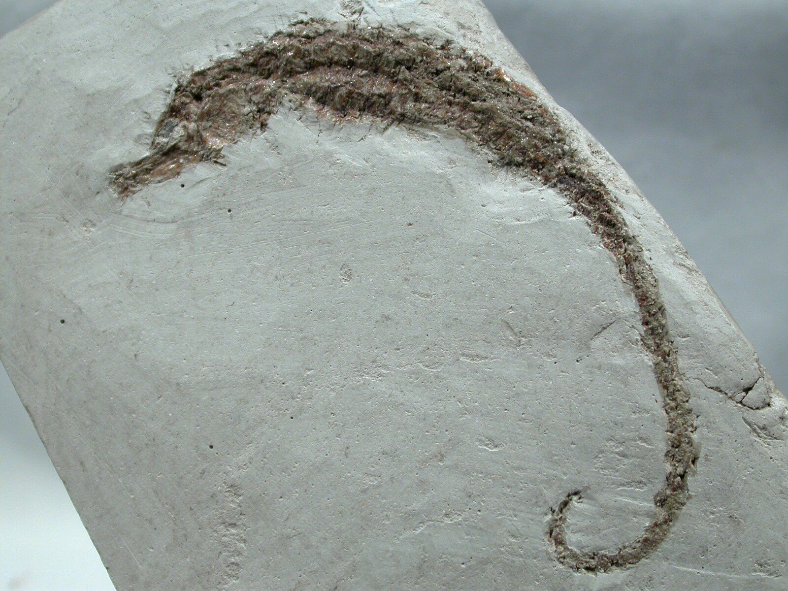 Fossil Seahorse