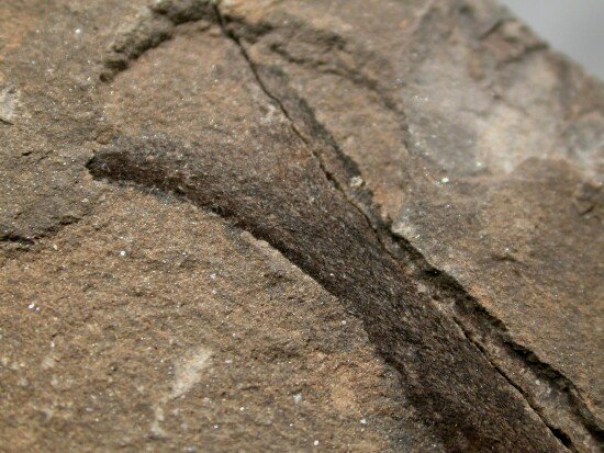 Agnathans Fossil