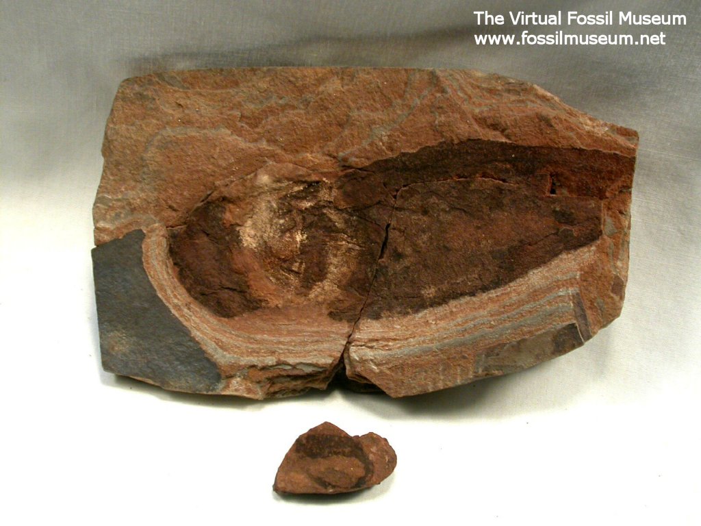 Thelodont Fossil Fish Loganellia 