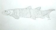 Tetrapod Ancestor Fossil Fish