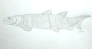 Osteolepis llobe finned fish