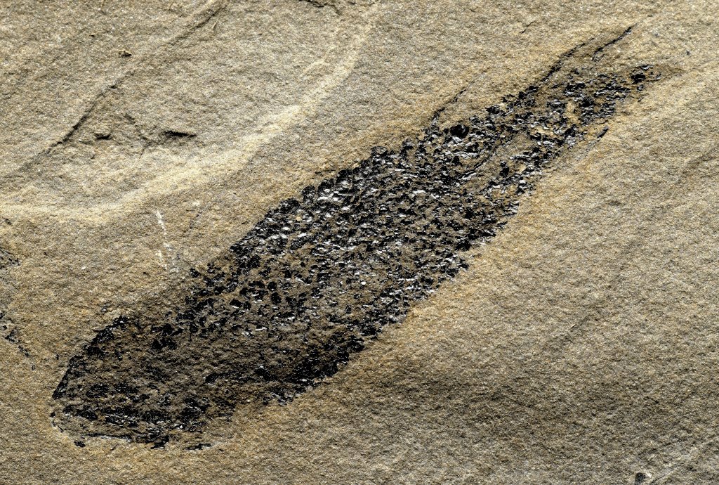 Osteolepis Devonian Fish Fossils