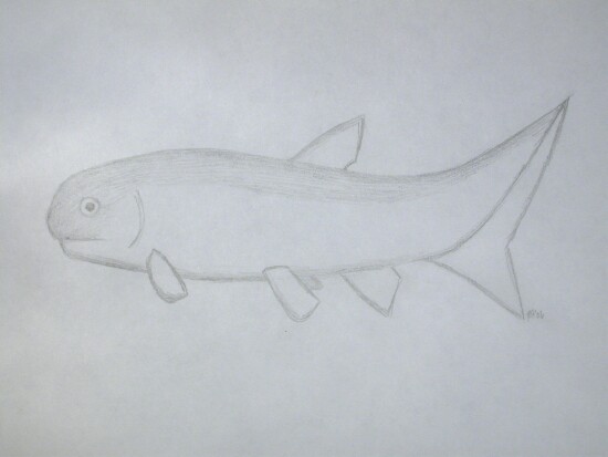 Paramblypterus fish fossil