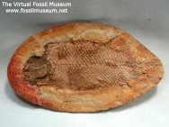 Triassic Fossil Fish