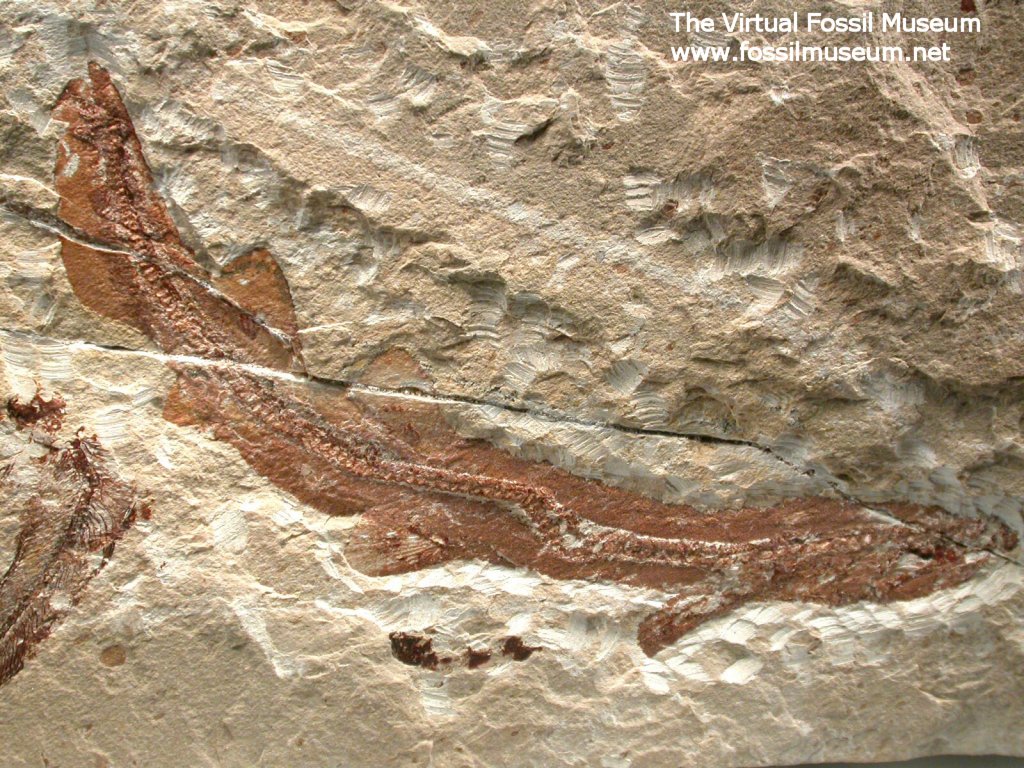 Paratriakis curtirostris shark fossil