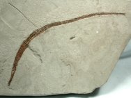 Syngnathus acus Pliocene Italian Pipefish Fossil