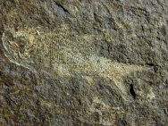 Aeduella blainvillei Paleozoic Fish Fossil