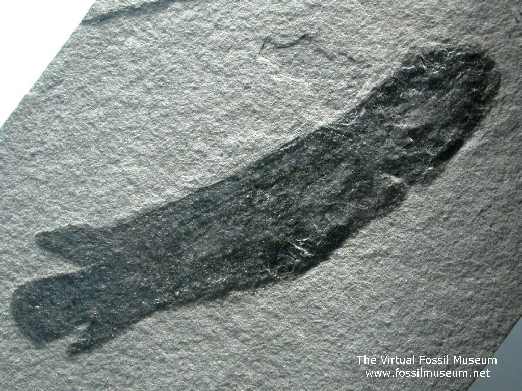 Dipterus Lung Fish Fossil