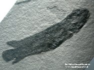 Dipterus valenciennesi Devonian Lung Fish Fossil