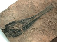 Saurichthys Fish Fossil