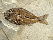 Sparnodus Fish Fossil
