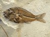 Sparnodus Fish Fossils
