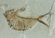 Triplomystus Fish Fossil