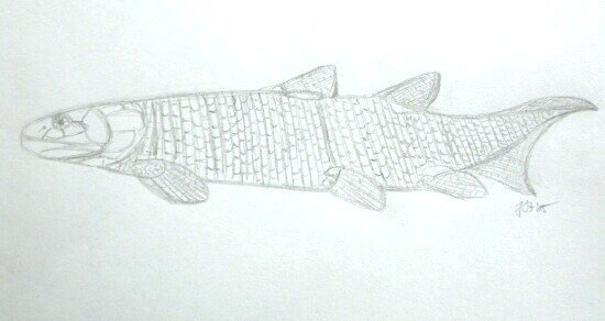 Osteolepis