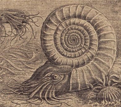 Ammonite Paleoart