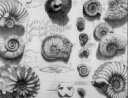 ammonites image