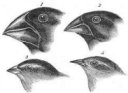 Darwin's Galápagos Finches
