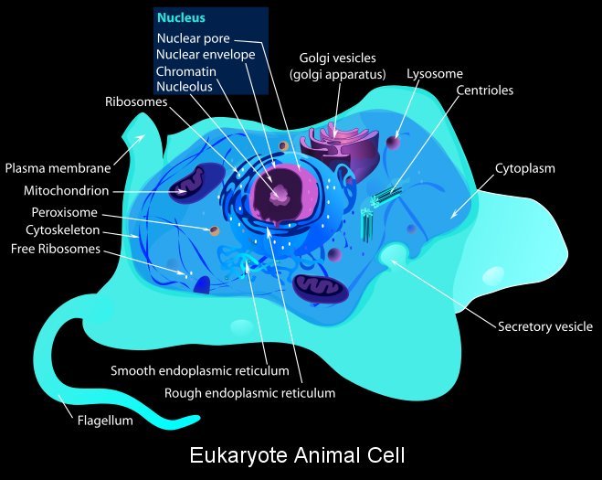 Eukaryote Animal Cell