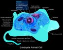 Eukaryote Cell