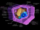 Eukaryote Plant Cell