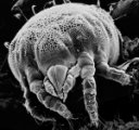 Yellow Mite