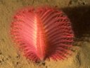 Sea Pen