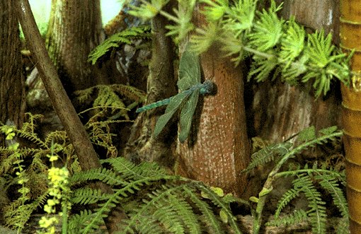 carboniferous forest