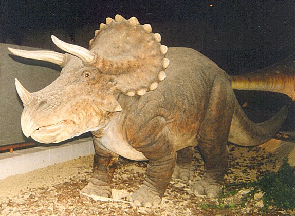 Triceratops